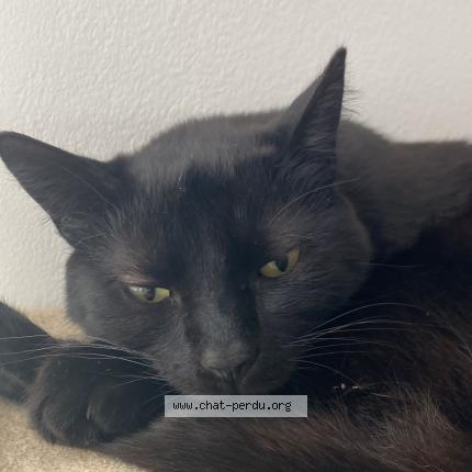 Photo de chat perdu à Aix En Provence
