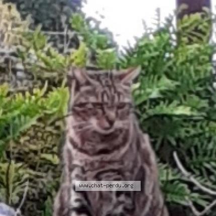 Photo de chat perdu à La Possonniere