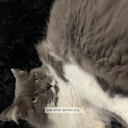 Photo 1/1 Chat retrouvé Perdu à Toulouse