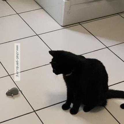 Photo 1/1 Chat retrouvé Perdu à Mareil Sur Mauldre