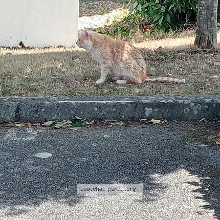 Photo de chat trouvé à Ploermel