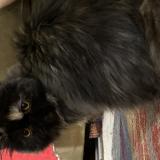 Photo de chat perdu à Chatham Kent