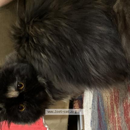 Photo 1/1 Chat retrouvé Perdu à Chatham kent