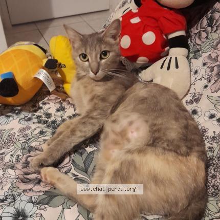 Photo de chat perdu à Castelnau Le Lez