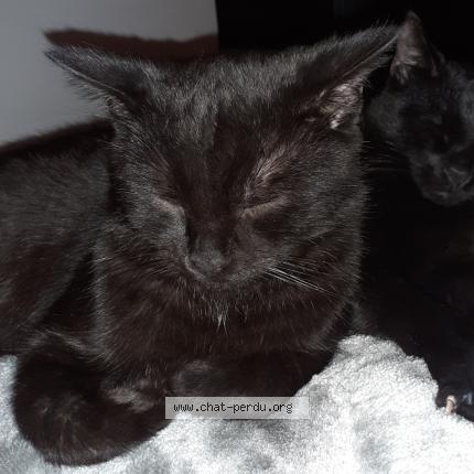 Photo 1/1 Chat retrouvé Perdu à Labourse