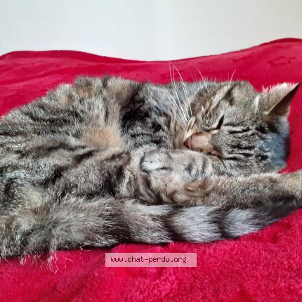 Photo 1/1 Chat retrouvé Perdu à Champigny Sur Marne