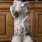 Photo de chat perdu à Maisons Laffitte