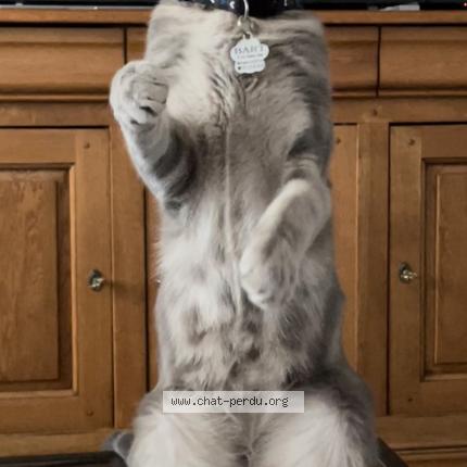 Photo 1/1 Chat retrouvé Perdu à Maisons laffitte