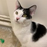 Photo de chat perdu à Amberieu En Bugey