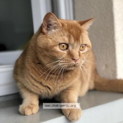 Photo de chat perdu à Igny
