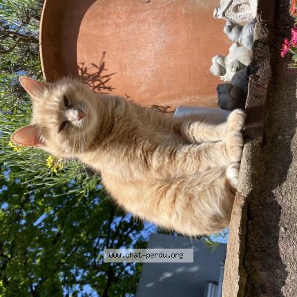 Photo de chat perdu à Villecresnes