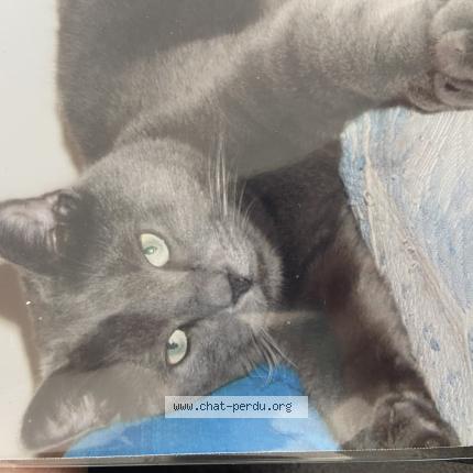Photo de chat perdu à Mandelieu