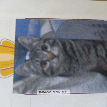 Photo 1/1 Chat retrouvé Perdu à Segoufielle