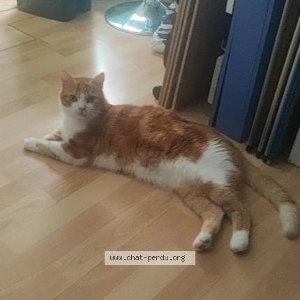 Photo de chat perdu à Gaillefontaine