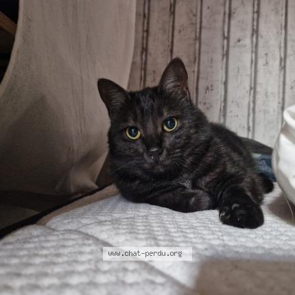 Photo de chat perdu à Artonne