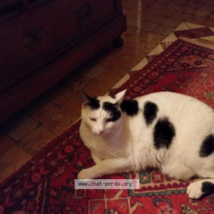 Photo 1/1 Chat retrouvé Perdu à Marseille