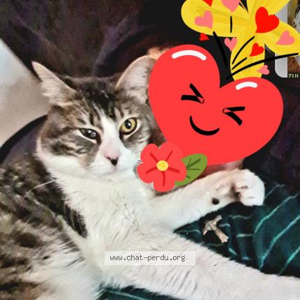 Photo 1/1 Chat retrouvé Perdu à Montreuil