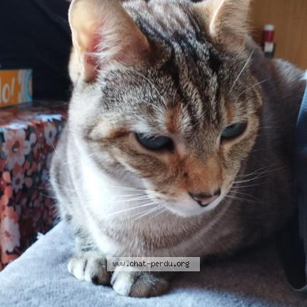 Photo 1/2 Chat retrouvé Perdu à Lille