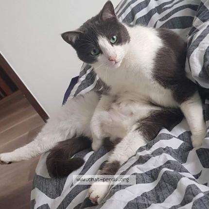 Photo de chat perdu à Ostricourt