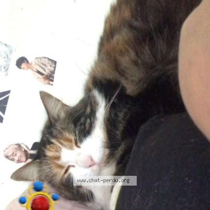 Photo 1/1 Chat retrouvé Perdu à Viels Maisons