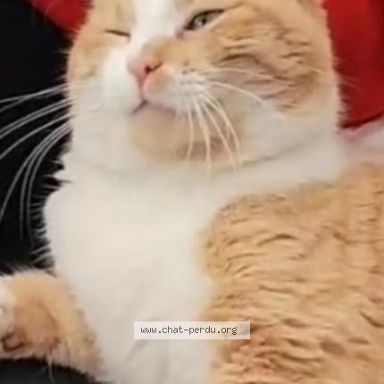 Photo de chat perdu à Givors