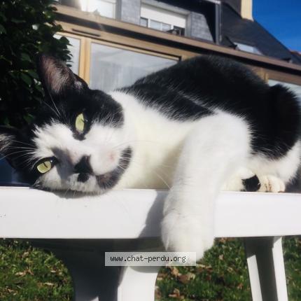 Photo 1/1 Chat retrouvé Perdu à Douarnenez