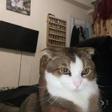 Photo de chat perdu à Andresy