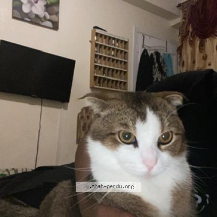 Photo 2/2 Chat retrouvé Perdu à Andresy