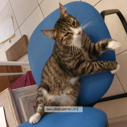 Photo de chat perdu à La Ville Du Bois