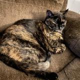 Photo de chat perdu à Edmonton