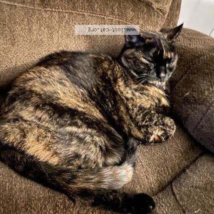 Photo 1/1 Chat retrouvé Perdu à Edmonton