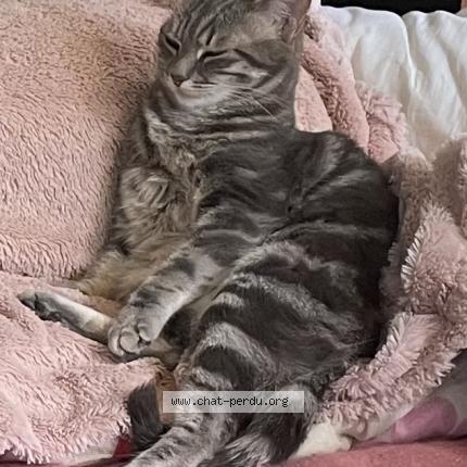 Photo de chat perdu à Bassac