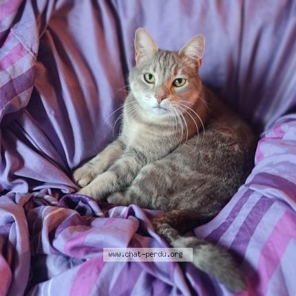 Photo de chat perdu à Roquevaire