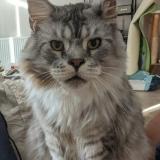 Photo de chat perdu à Parves Et Nattages