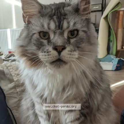 Photo 1/1 Chat retrouvé Perdu à Parves et nattages