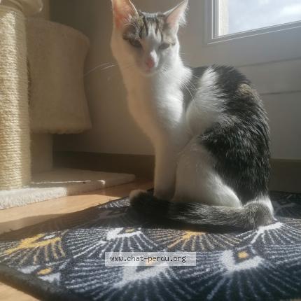 Photo 1/1 Chat retrouvé Perdu à Goussainville
