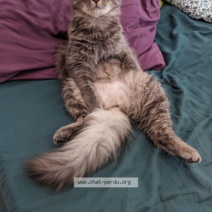 Photo de chat perdu à Evires