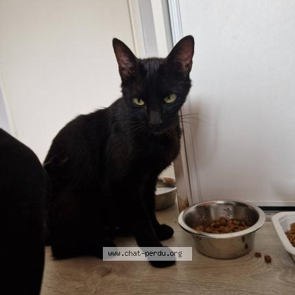 Photo 1/1 Chat retrouvé Perdu à Cornebarrieu