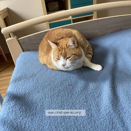 Photo de chat perdu à Guilers