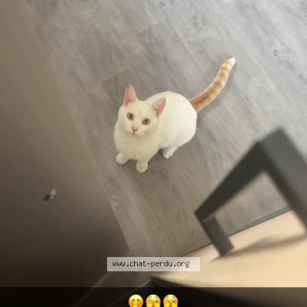 Photo 1/1 Chat retrouvé Perdu à Anzin