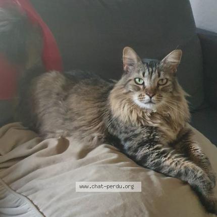 Photo de chat perdu à Toulouse