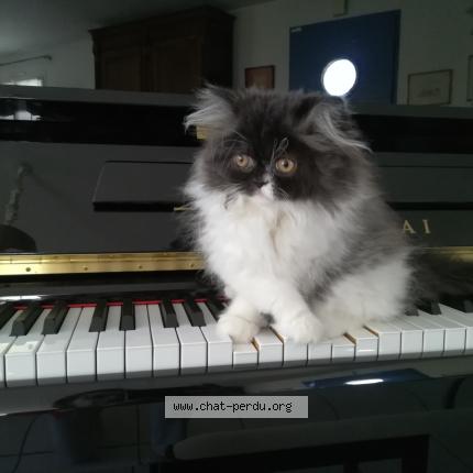 Photo de chat perdu à Le Chateau D Olonne