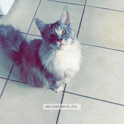 Photo 1/1 Chat retrouvé Perdu à Allemond