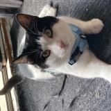 Photo de chat perdu à Vittoria