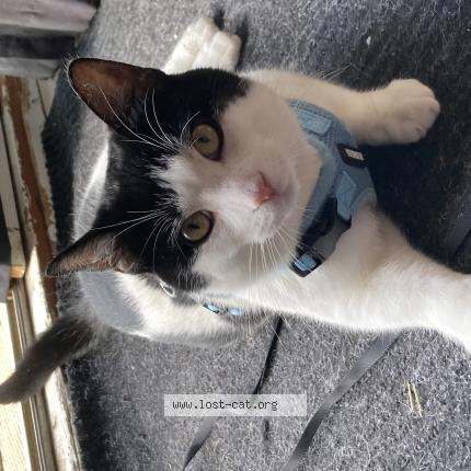 Photo 1/1 Chat retrouvé Perdu à Vittoria