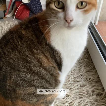 Photo 1/1 Chat retrouvé Perdu à Beziers