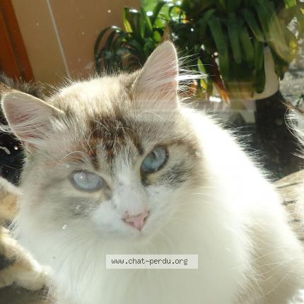 Photo de chat perdu à La Vraie Croix1
