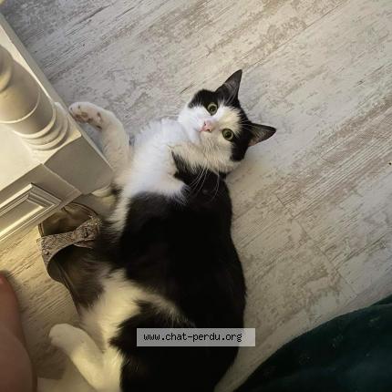 Photo 1/1 Chat retrouvé Perdu à Brive La Gaillarde