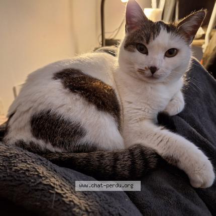 Photo de chat perdu à Saint Quentin