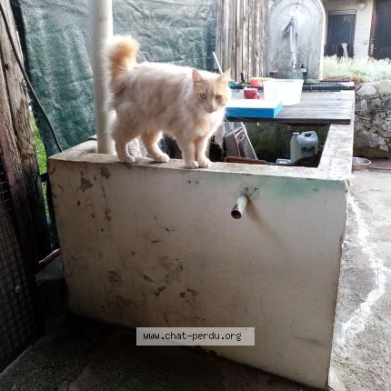 Photo de chat perdu à Rives